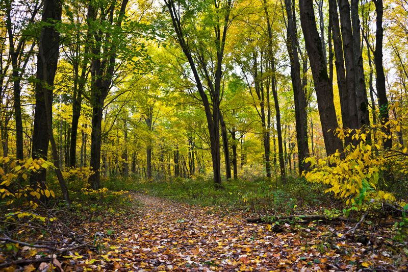 Pennsylvania Forests Are Tick-Friendly Real Estate