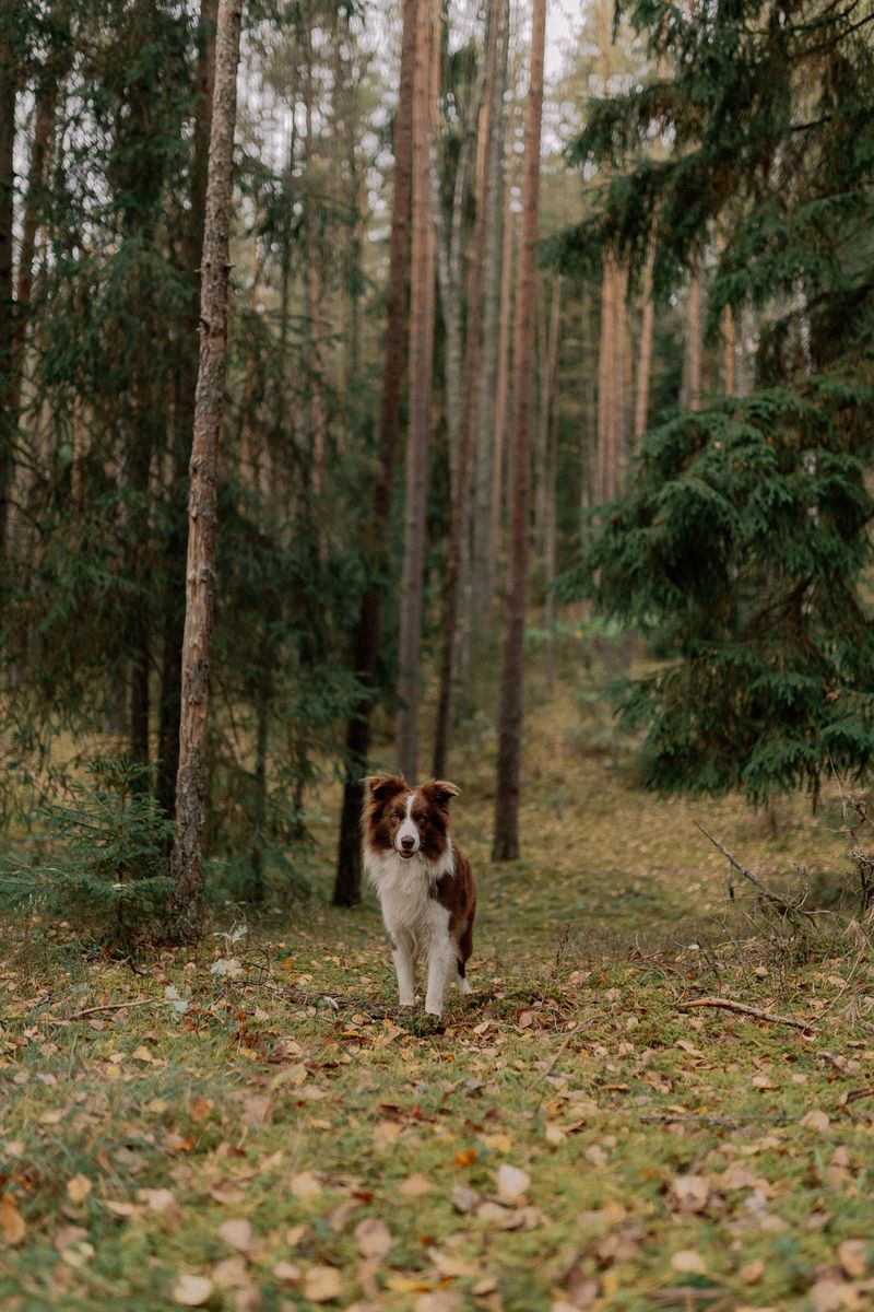 Where Ticks Hide on Dogs After a Forest Hike
