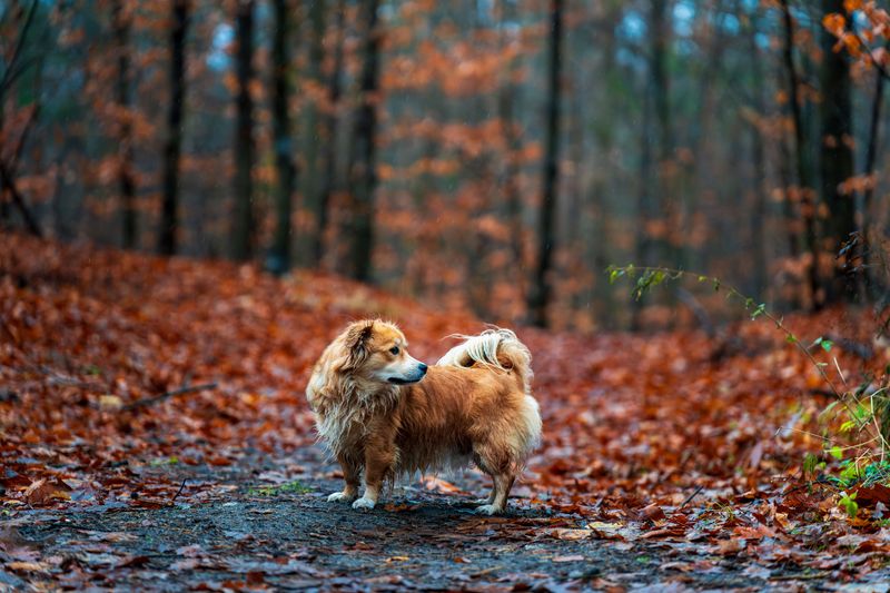 Why Dogs Can Pick Up Ticks on Crisp Trail Walks