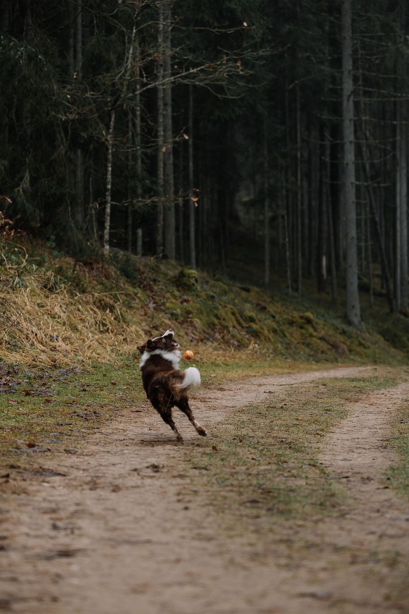 A Chasing Dog Turns a Calm Moose Into a Defending One