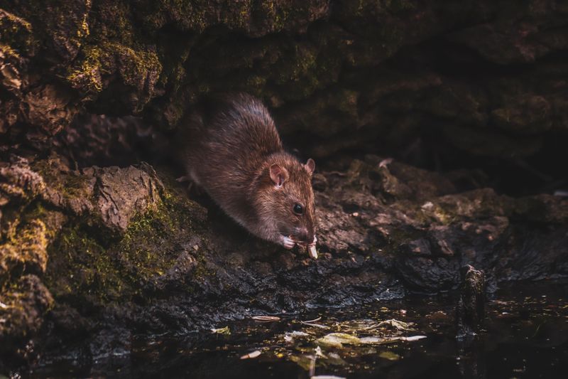 Rodents Can Increase Contamination Risks