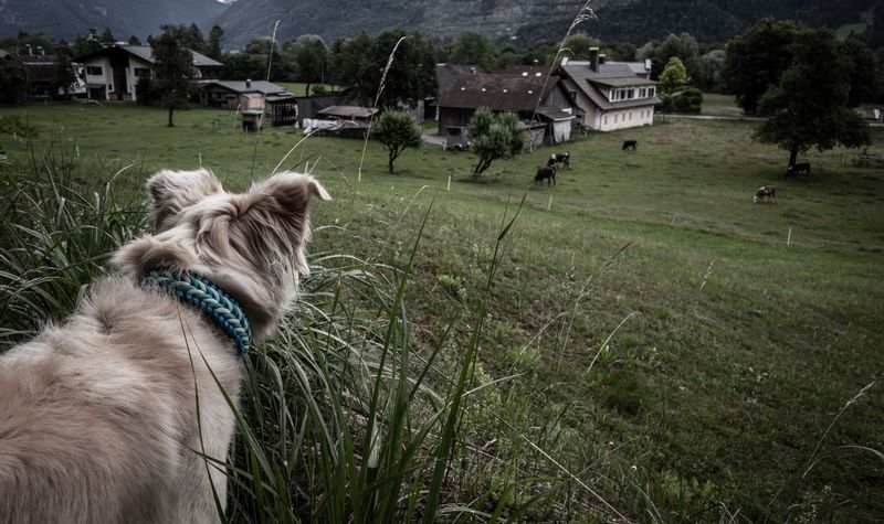 Dogs That Attack Livestock Face Serious Legal Consequences
