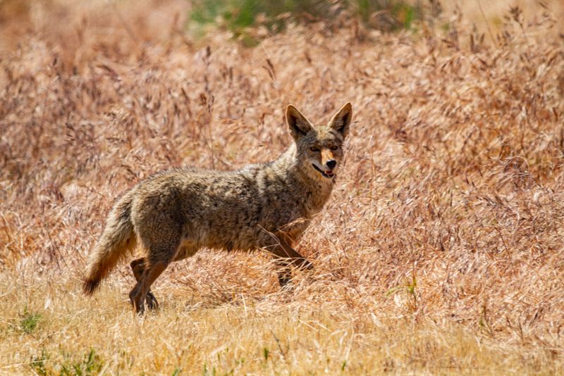Coyotes