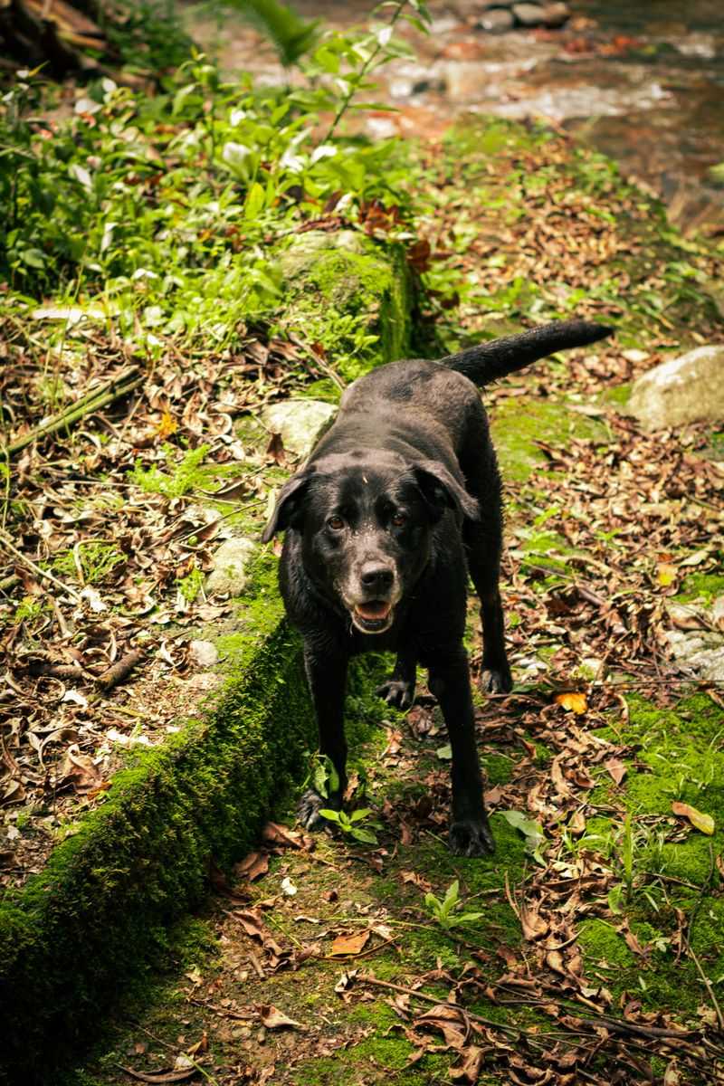 Charlottesville: Three Days a Week, Leashes Come Off