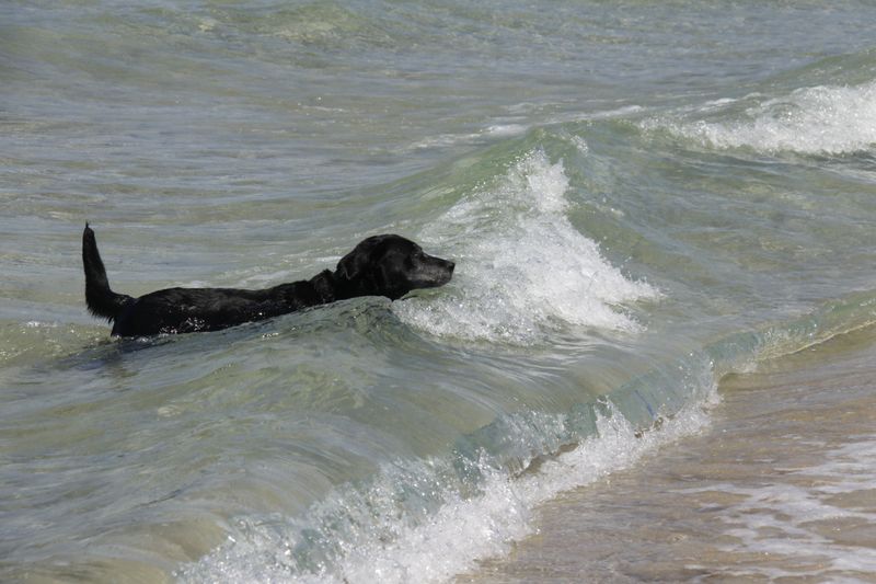 Waves Can Make Shorelines Unpredictable