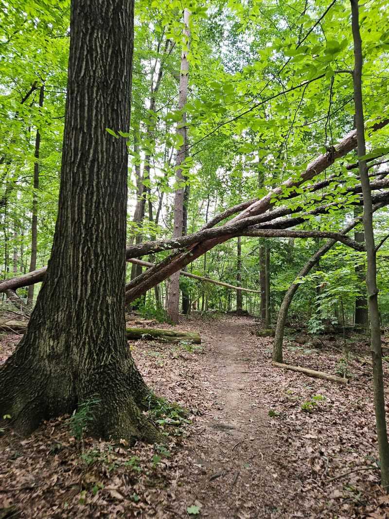 Wooster Memorial Park, Wooster