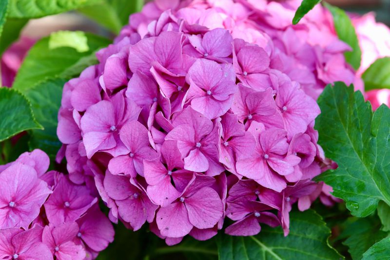 Hydrangea