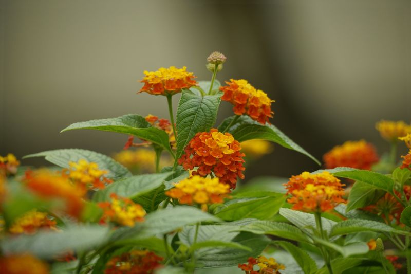 Lantana