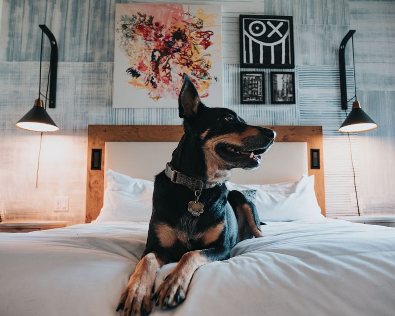 Line Up Pet-Friendly Lodging for Afterward
