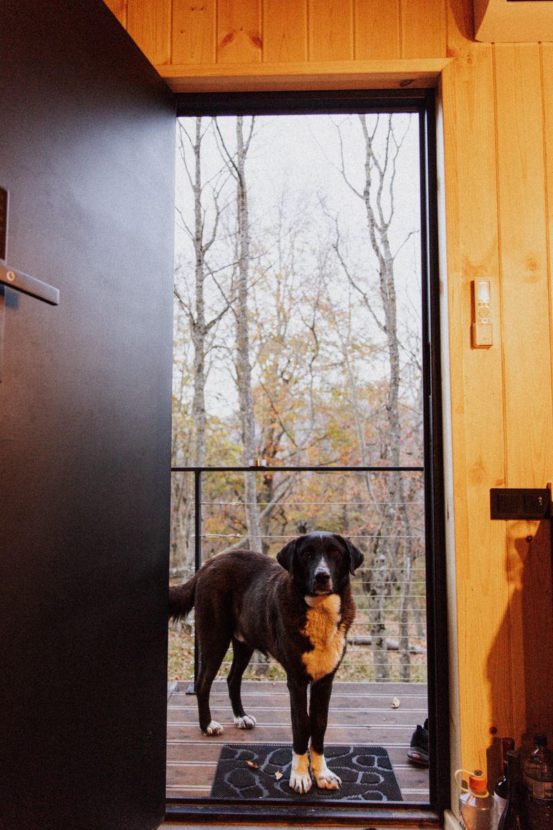 Your Dog Can Be the Front Door