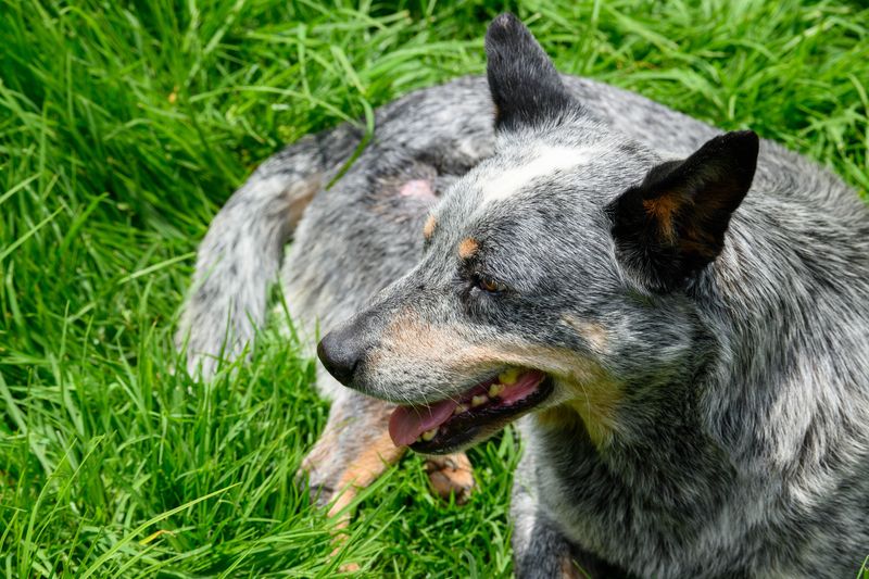 Australian Cattle Dog