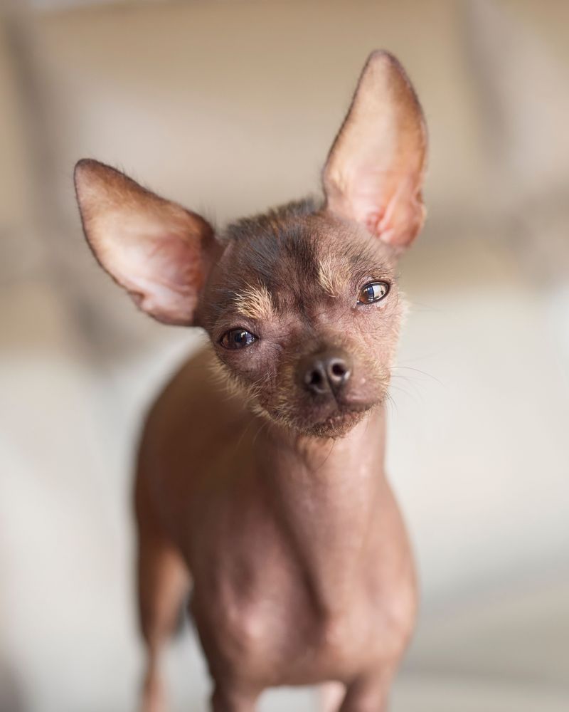 American Hairless Terrier