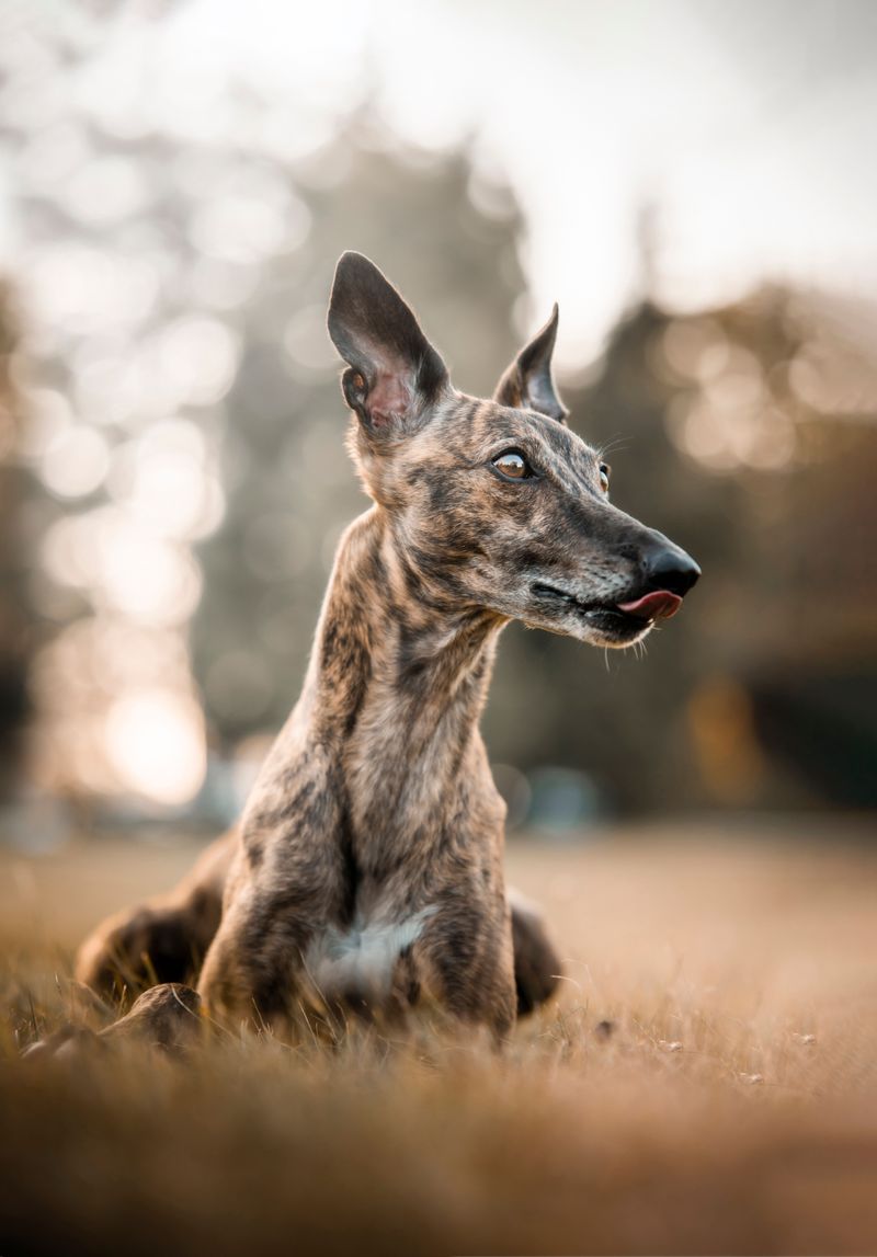 Greyhound
