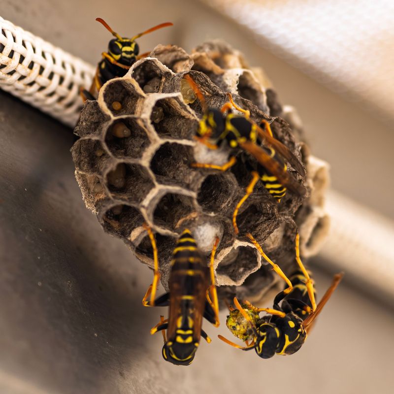 Paper Wasps