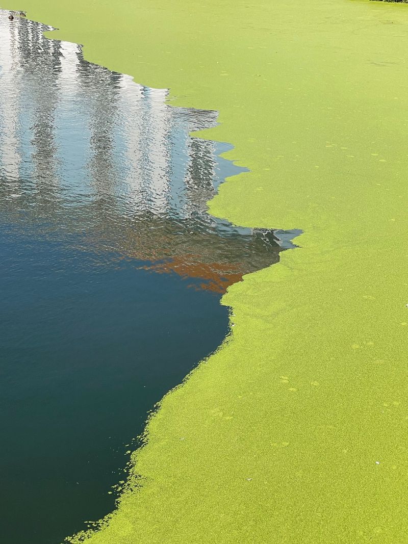 Blue-Green Algae Blooming in Backyard Ponds