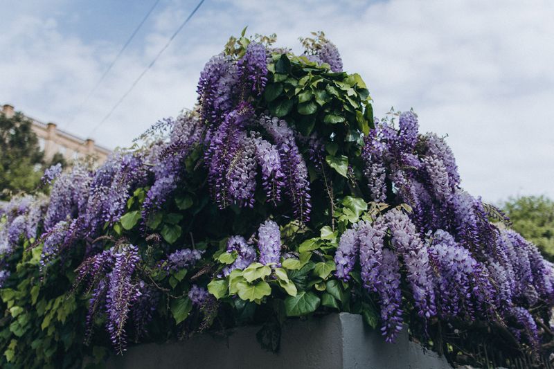 Wisteria
