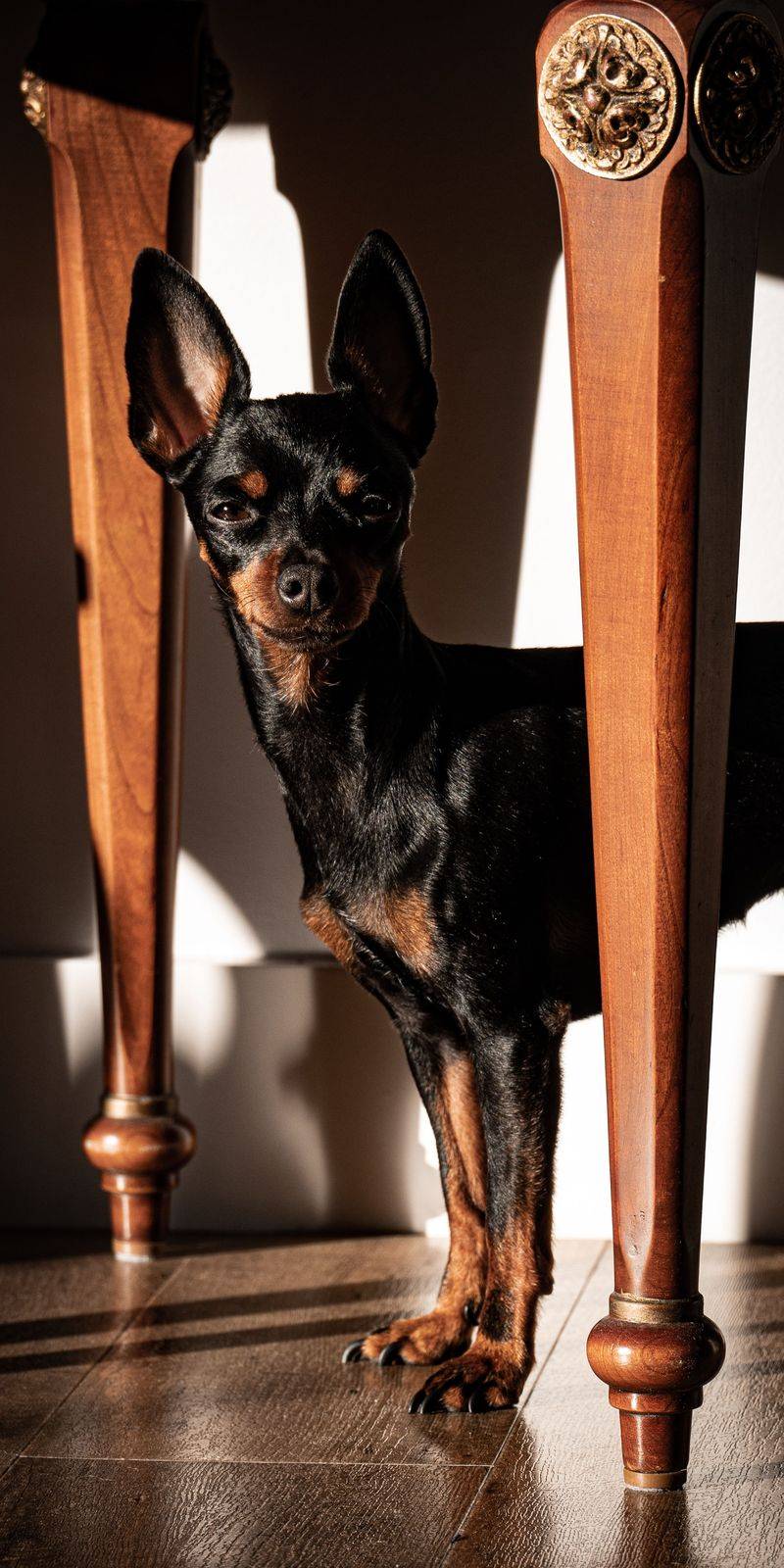 Miniature Pinscher: The King of Toys Struts In