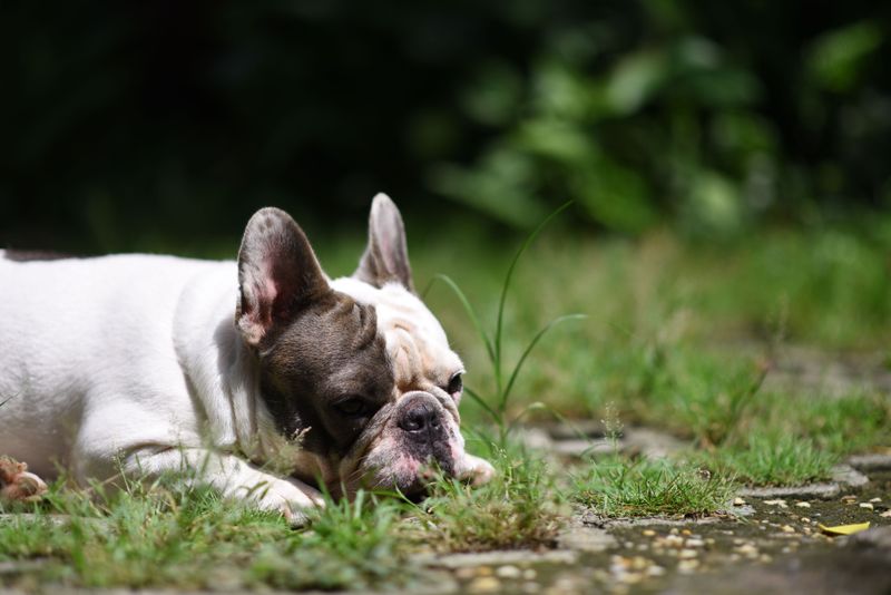 Flat-Faced Breeds Need The Biggest Rewrite