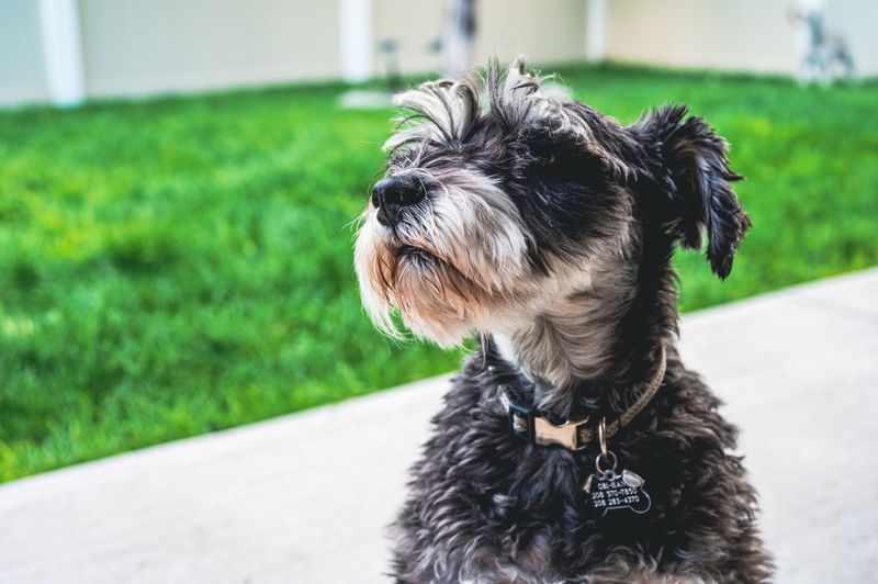 The Tag Must Stay on the Collar
