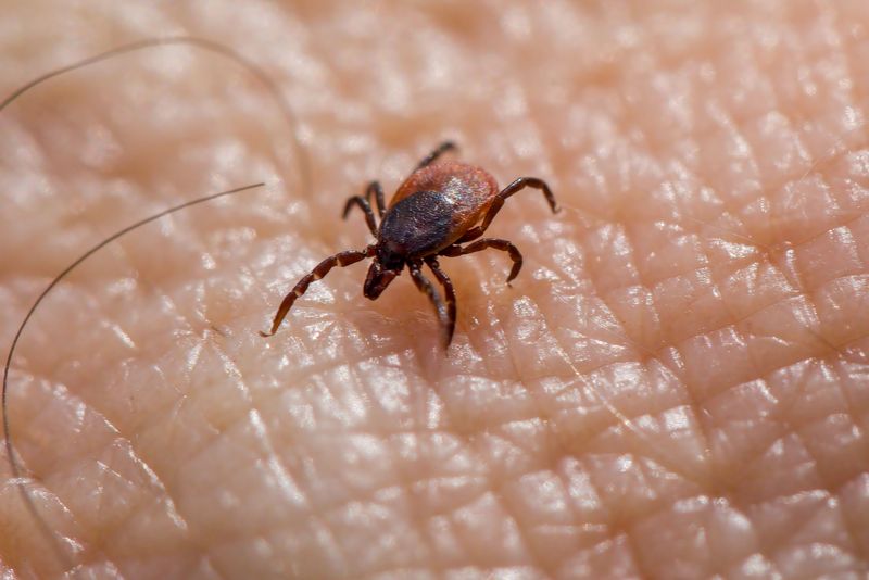 Ticks Are a Serious Part of Dog Ownership Here