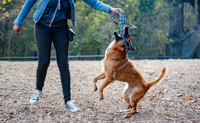The Attacking Dog's Owner Can Reimburse You