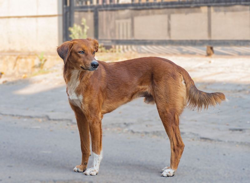 Roaming Dogs Can Be Picked Up and Impounded