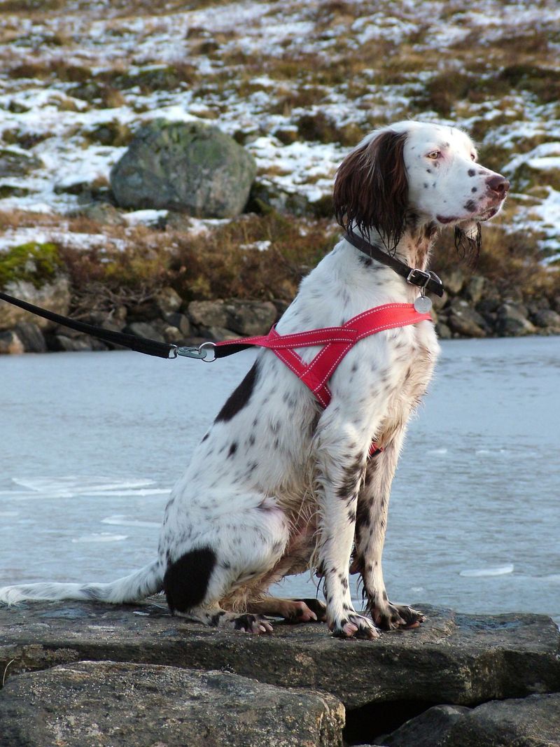 Leashes Can Help Prevent Sudden Runs