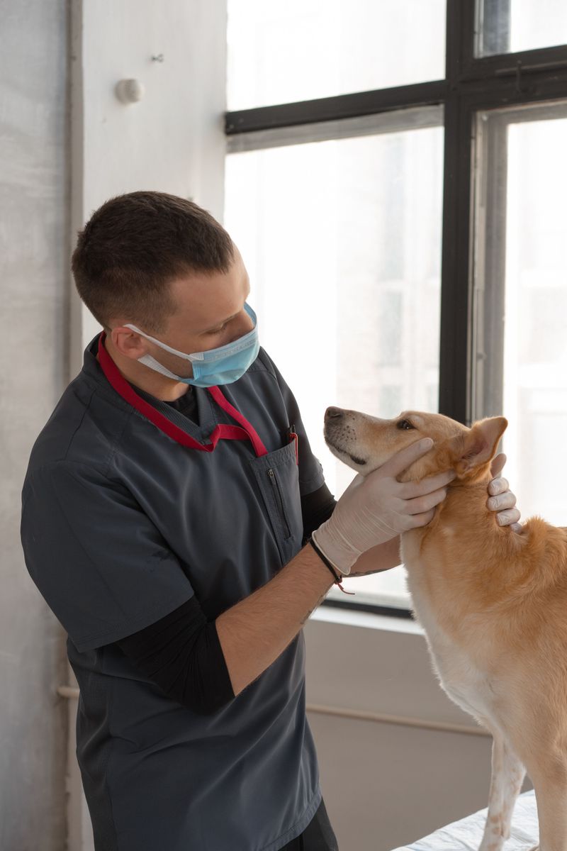 Where Ticks Hide On A Dog