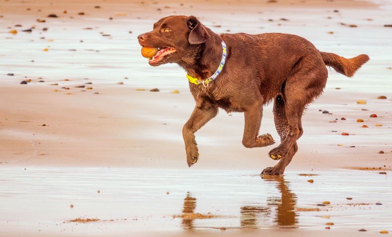 Some Dogs Have No Off Switch
