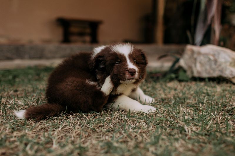 Keep Tick Prevention Consistent