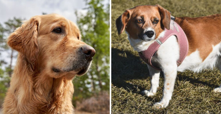 What Michigan Law Says About Dogs Running At Large