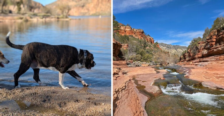 15 Best Places to Cool Off With Your Dog in Arizona