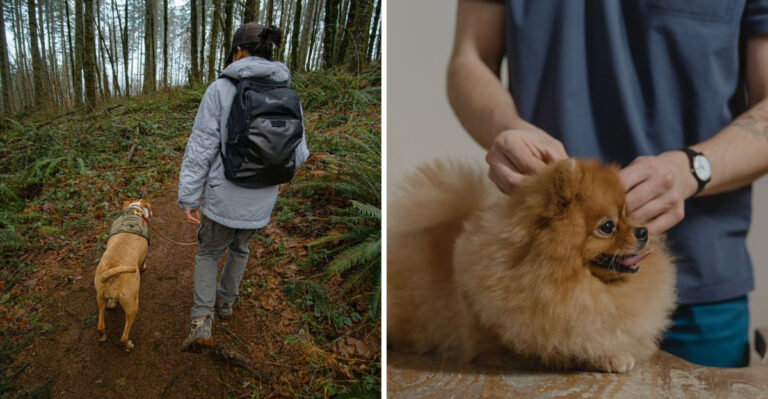 Why Tick Checks Matter After Pennsylvania Woodland Walks With Your Dog