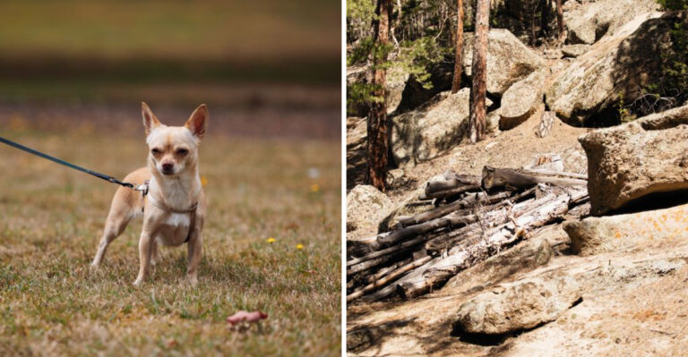 What Georgia Dog Owners Should Know About Snakes, Ticks, And Wildlife Around Trails And Yards