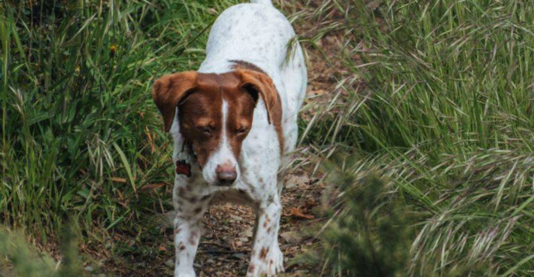Why Tick Checks Matter So Much For Dogs After Connecticut Woodland Walks