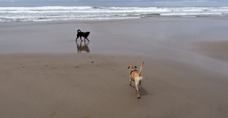 What Oregon Dog Owners Should Know About Sneaker Waves On The Coast