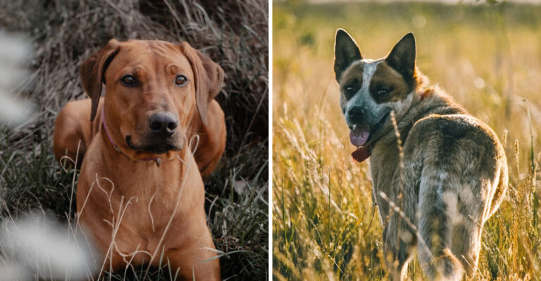 15 Dog Breeds Built to Survive a Texas Summer