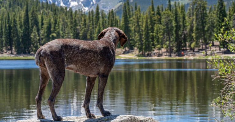 16 Colorado Dog Laws Responsible Owners Should Know
