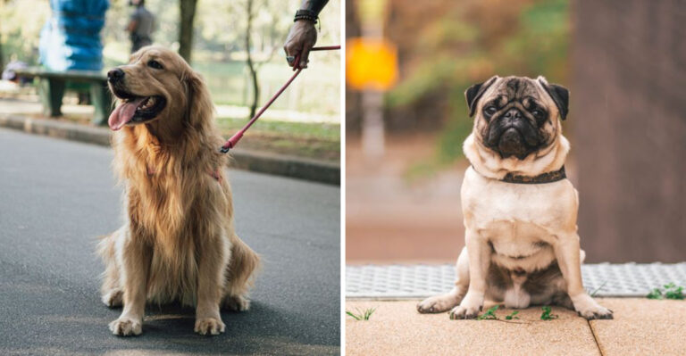 20 Best Dogs for First-Time Owners in New York