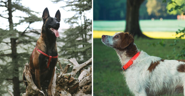 15 Dog Breeds Suited To Pennsylvania’s Four-Season Trail Lifestyle