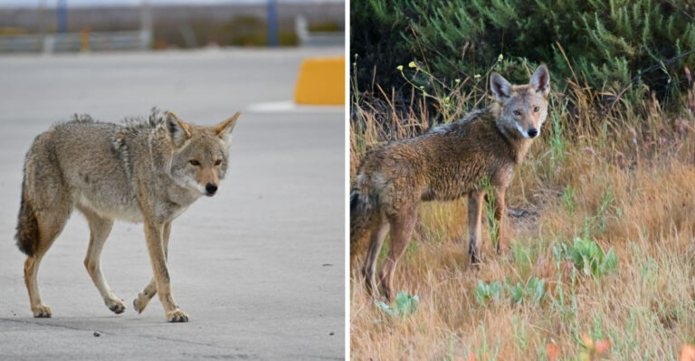 What to Do If a Coyote Shows Up in Your Arizona Yard (And What You Shouldn’t)