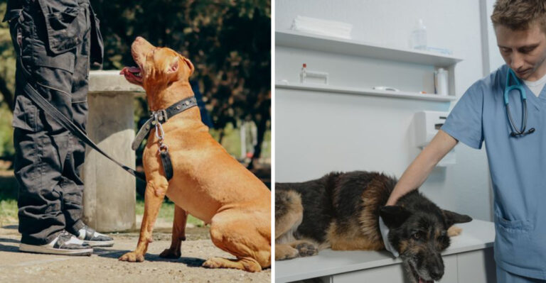 Who’s Covered Under Illinois Law When One Dog Bites Another?