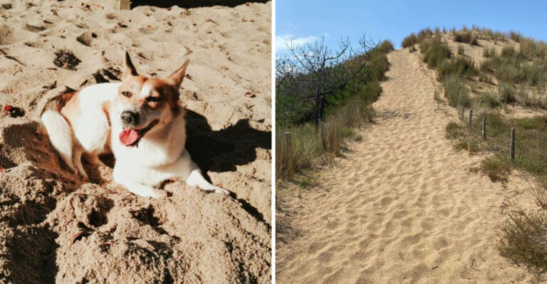 What Indiana Dog Owners Should Know Before Taking A Dog To The Dunes