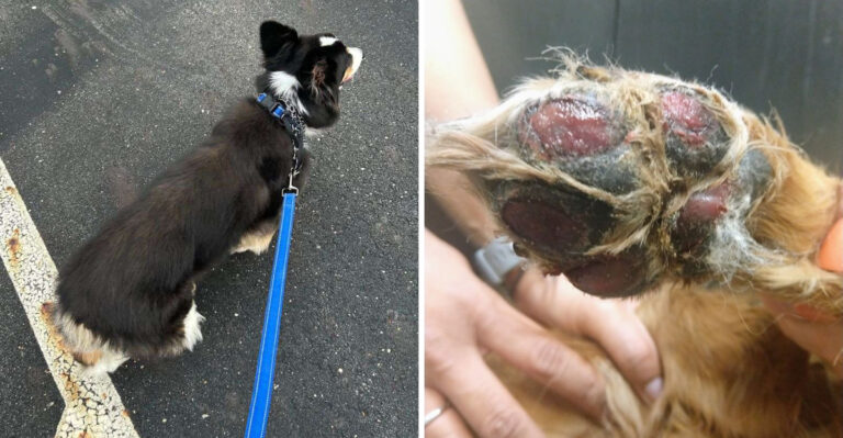 15 Hot Pavement Dangers Every Pennsylvania Dog Owner Should Know