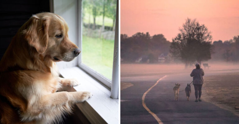 How Wildfire Smoke Changes Summer Exercise For Washington Dogs