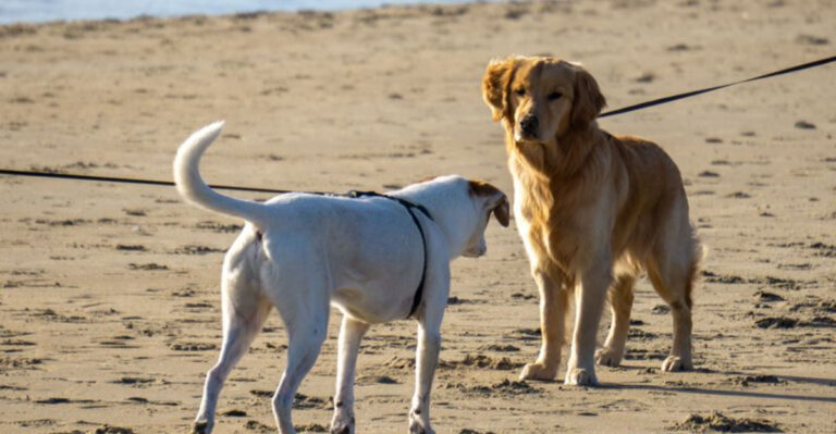 What Delaware Dog Owners Should Know About Seasonal Rules At Coastal Beaches