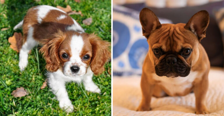 18 Apartment-Friendly Dog Breeds For Life In Chicago