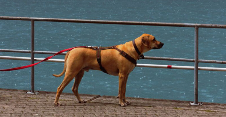 How To Keep Dogs Safe Around Idaho’s Hot Springs And Geothermal Areas