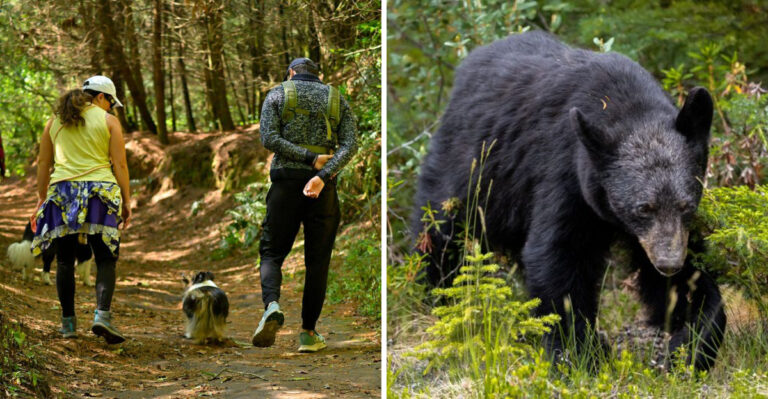 What Virginia Dog Owners Should Know About Black Bears When Hiking And Camping