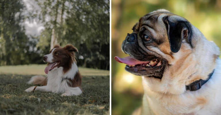15 Summer Heat Mistakes That Put Arizona Dogs at Risk
